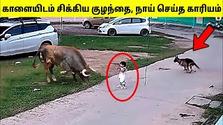 Tamil Animal Video Watch HD Mp4 Videos Download Free Tamil Animal Video Watch HD Mp4 Videos Download Free