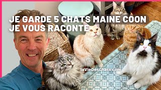 J'AI GARDÉ 5 CHATS MAINE COON. JE VOUS RACONTE