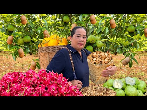 VIDEO FULL: 60 Days Build Garden | Harvest Guava,Watermelon,Dragon Fruit,Sapodilla Go to market sell