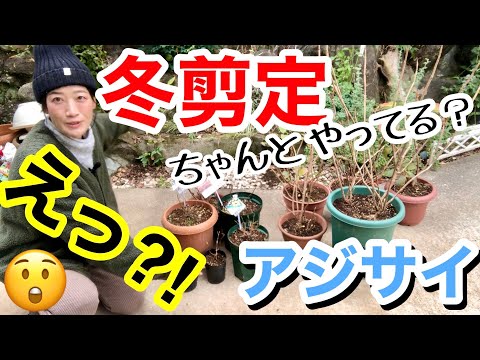 夏に素晴らしい開花を保証するために冬の終わりにアジサイを剪定するにはどうすればよいですか？  庭園