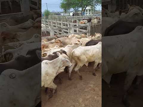 Feira do gado em campina grande paraiba #shorts