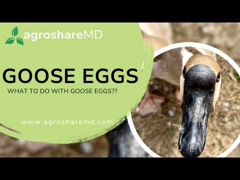 What to Do With Goose Eggs??