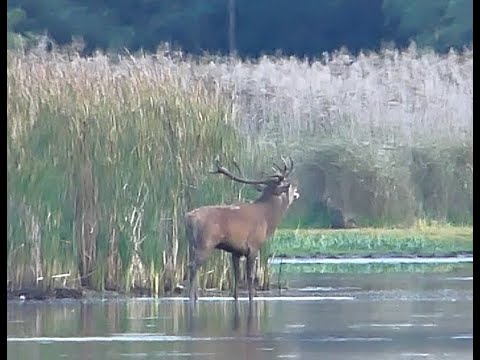 Hirschbrunft 2023 in den Lausitzer Teichen - im Teich kann es nur EINEN geben ...