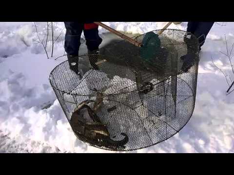 Ja kalaa tulee,katiskan nosto...