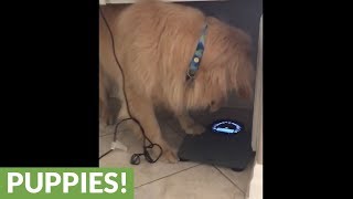 Dog flipping out on scale is all of us after the holidays!