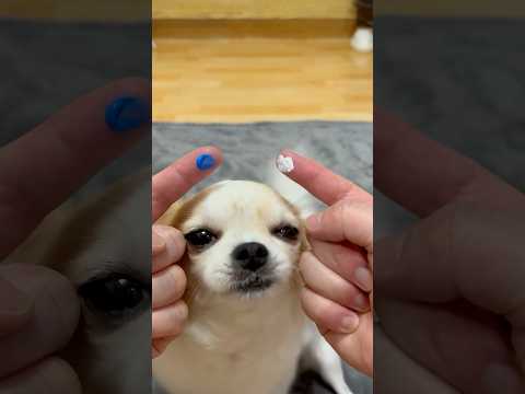 Any guesses? 👀🎨 #yodajjeom #colormixing