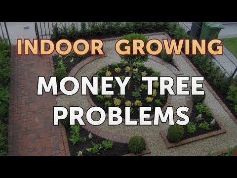 How to Regrow a Broken Aloe Leaf