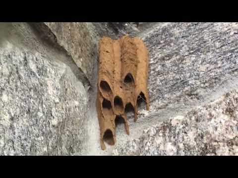 Up in the Corner is a Mud Dauber's Nest in Little Silver, NJ