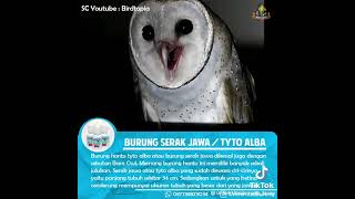 Download lagu suara burung hantu untuk pikat mp3 Download lagu suara burung hantu untuk pikat mp3