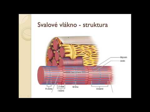 Fyziologie sportu -SVALY 1 - svalové vlákno