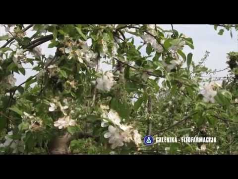 Zastita od jabukinog smotavca, Galenika fitofarmacija   U nasem ataru 584