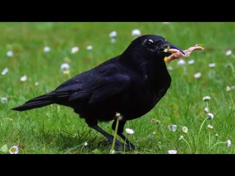 LUDZKIE CECHY ODKRYTE U KRUKÓW [VLOGMAG]