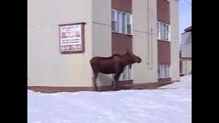 preview picture of video 'Mrs. Moose, checking out rentals in Kitimat, BC.'