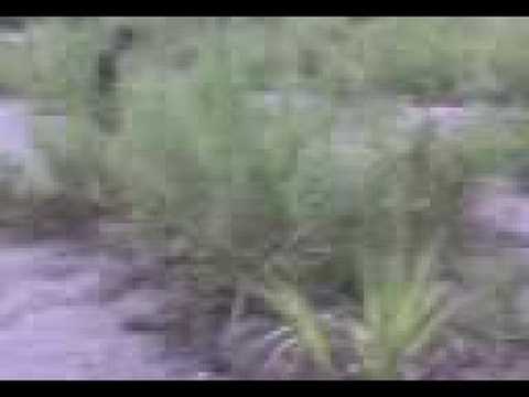 Playa De Goyo (La Gerra)