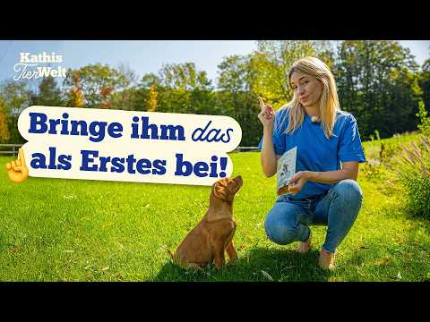 How to train your puppy in the first few weeks!