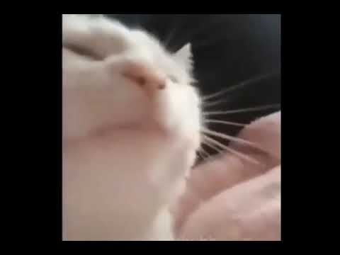 CatJAM Meme 10 hours 2 minutes 9 seconds