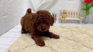 トイプードルの動画01