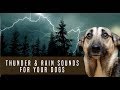 Storm Thunder And Rain Sound Dog Desensitization Sound Noise For Puppy Dog Socialization
