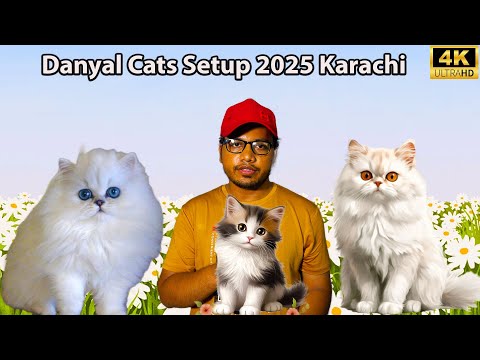 Danyal Cats setup 2025 Karachi | Kittens and other rare breeds