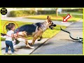 50 Hero Animals That Saved Human Lives #9 | Best moment of 2024! DEFAULT Thumbnail