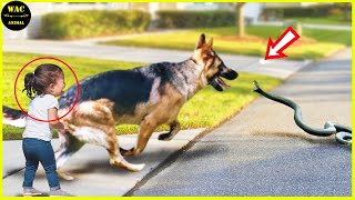 50 Hero Animals That Saved Human Lives #9 | Best moment of 2024! MQDEFAULT Thumbnail