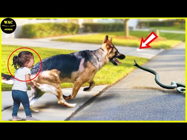 50 Hero Animals That Saved Human Lives #9 | Best moment of 2024! SDDEFAULT Thumbnail