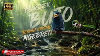 Download lagu 🔥TENGKEK BUTO GACOR JERNIH KRISTAL PANJANG mp3
