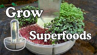 Best Superfood Grower, Easy DIY with Amazon Candy Tray