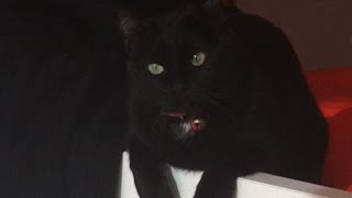 Los gatos no ladran - India Martínez