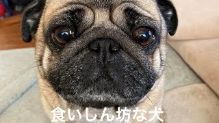 食べてるだけなのにこんなに可愛いのか!