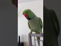 Indian Ringneck Parrot Talking