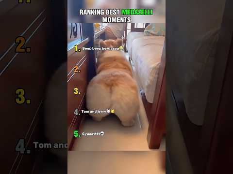 Top 5 Funniest Medazelli Moments!😂 (PART 3) #medazelli #ranking #tiktok