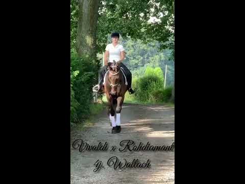 Vilano (Vivaldi x Rohdiamant)