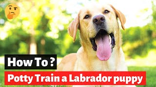How to Potty Train a Labrador Retriever puppy? (Easy to Follow Technique)