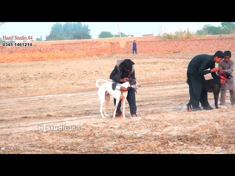 Grayhound track race Round 2 chAk 82 8 Nov 2025