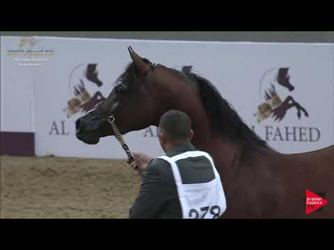 N.278 FAISAL AL SHAQAB - 2019 Qatar Individuals - Stallions 4 to 6 Years Old (Class 10B) .mp4