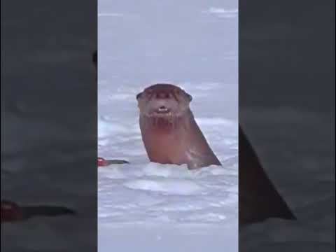 Волк кошмарит выдру #wolves