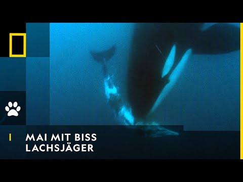 MAI MIT BISS - Lachsjäger | National Geographic