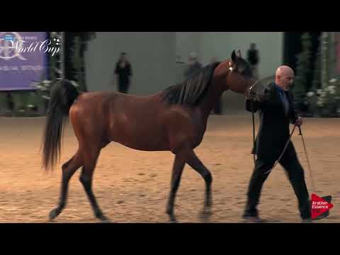 N.140 MAJOR CALIFORNIA - LAS VEGAS 2019 - Arabian World Cup Junior Stallions (Class 123).mp4