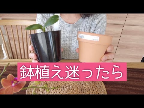 ランの着生種の植え替え時期 根が太陽光を吸収する必要がある