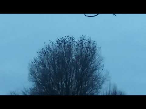 Noisy crows roosting