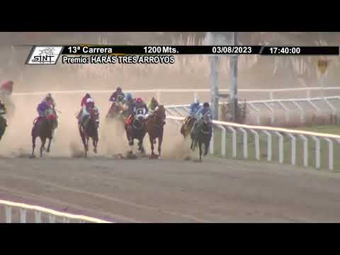 SINT COLONIA 230803 c13 KILLER LEOPARD