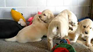 preview picture of video 'Golden-Hundebabys VII'