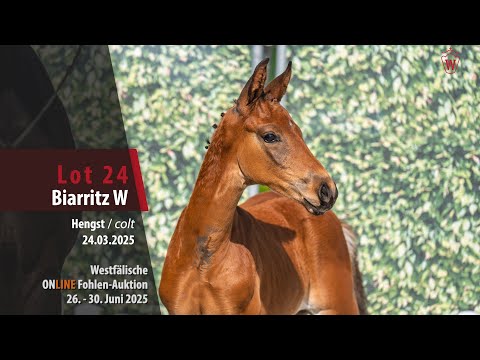 ONLINE Fohlen-Auktion Lot 24 Biarritz W Hengst v. By your Side - Sir Donnerhall I