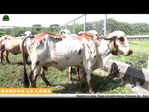 Rancho La Loma, San Vicente Conociendo Genética Gyr | El Salvador en el Campo 