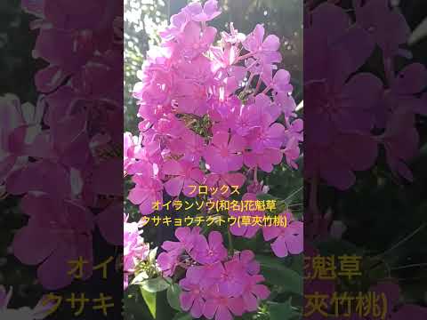 冬を越えたキョウチクトウを復活させる方法は？神聖な開花のためのヒント  庭園