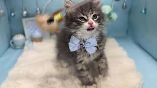 ノルウェージャンフォレストキャットの動画01