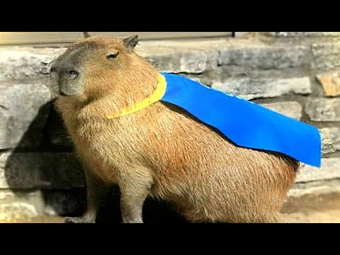 ok i pull up capybara