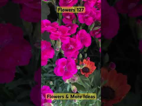 Flowers 127 - Flowers & More Ideas #gardens #greens #plants #lovely #floral @flowersmoreideas3639