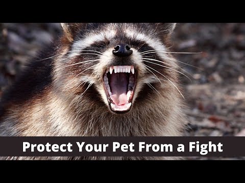What To Do If a Wild Animal Attacks Your Pet Dog or Cat